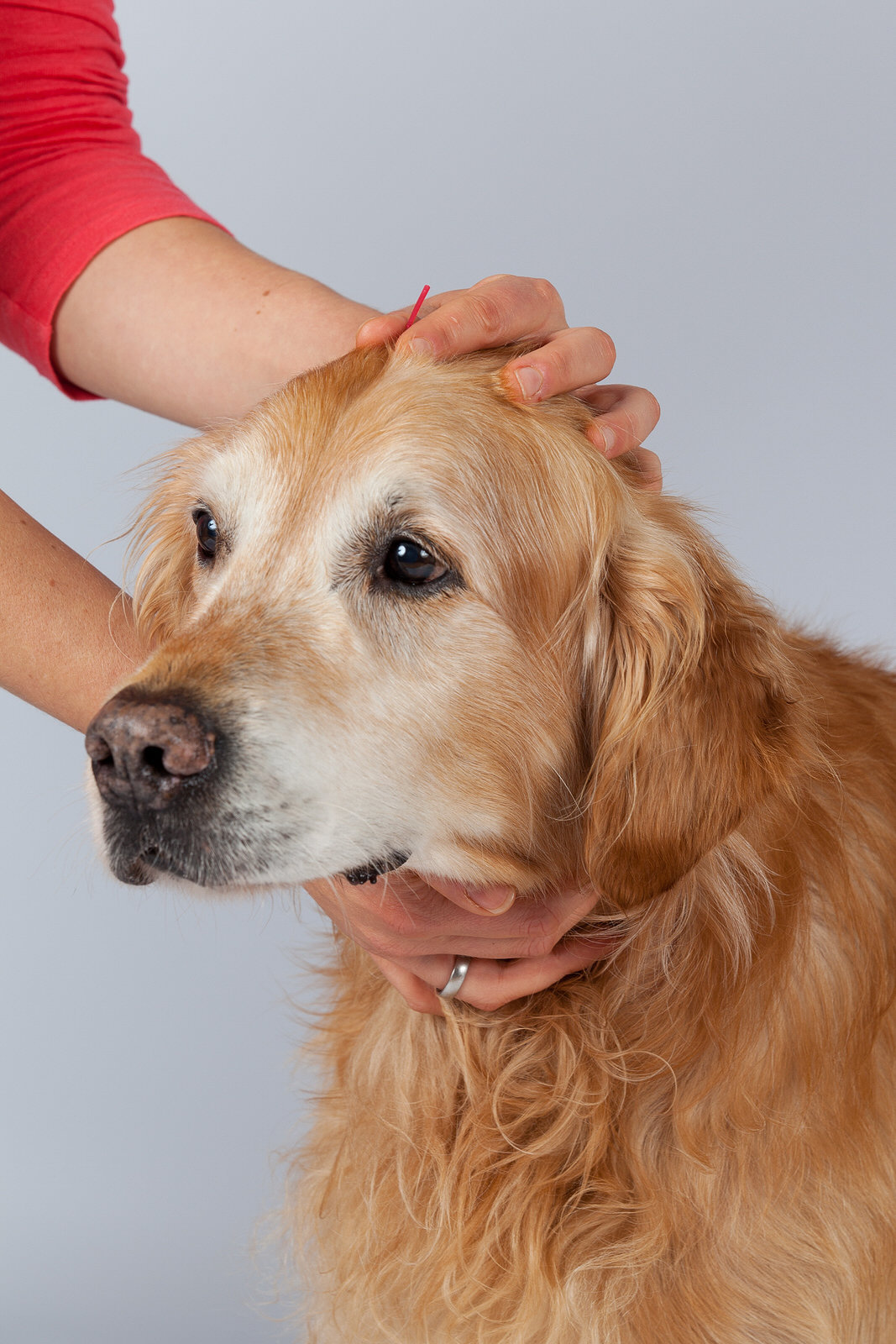 Akupunktur beim Hund 3