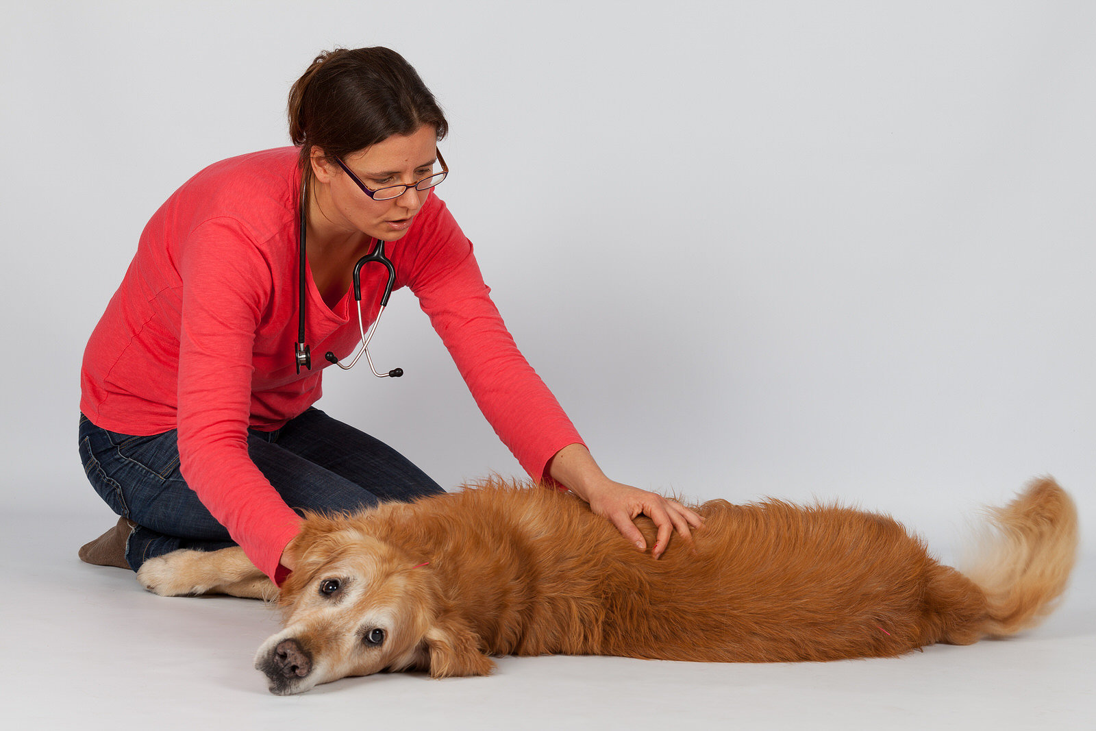 Akupunktur beim Hund